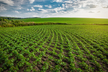 Agricultural organic soybean field at sunset