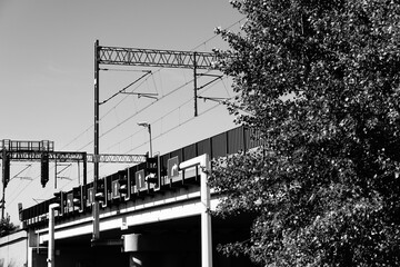 A striking black and white scene of an electric train on an elevated railway, juxtaposed with the soft foliage of a large tree in an urban landscape