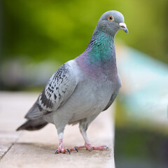 A common city pigeon, a rock dove, stands alertly on a textured surface, showcasing its gray feathers, iridescent neck, and red feet against a soft, blurred green background.