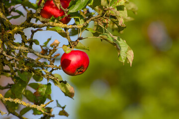 Organic apple hanging on tree in autumn	