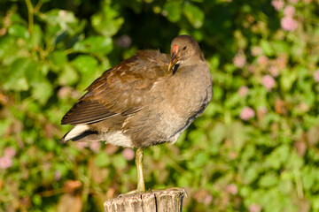 Young common moorhen standing on a wooden post	
