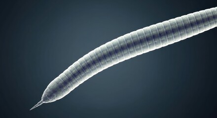 Close-up of a segmented worm, showing detailed rings
