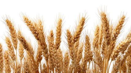 Fototapeta premium Ripe golden wheat stalks with grain ears agricultural crop harvest organic farming food plant isolated on white background