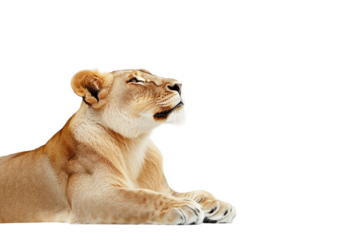 Majestic Lion Side Pose Isolated on transparent background