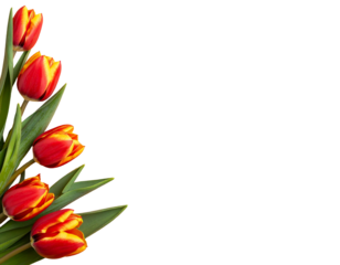 Red and yellow tulips in corner arrangement