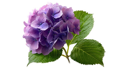 Obraz premium Purple hydrangea flower blooming with vibrant petals lush ornamental garden plant decorative floral blossom isolated on white background