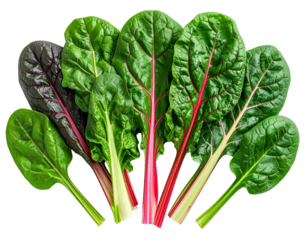 Close-up of vibrant, fresh Swiss chard leaves