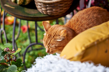 A ginger tabby cat relaxing in a cozy autumn garden with pumpkins, blankets, and colorful fall leaves. Warm rustic atmosphere, seasonal mood, and peaceful countryside vibes