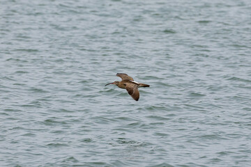 Whimbrel bird flying across the ocean in Penang Malaysia