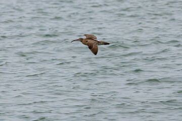 Whimbrel bird flying across the ocean in Penang Malaysia