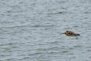 Whimbrel bird flying across the ocean in Penang Malaysia