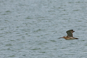 Whimbrel bird flying across the ocean in Penang Malaysia