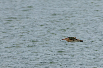 Whimbrel bird flying across the ocean in Penang Malaysia
