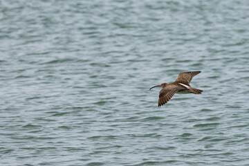 Whimbrel bird flying across the ocean in Penang Malaysia