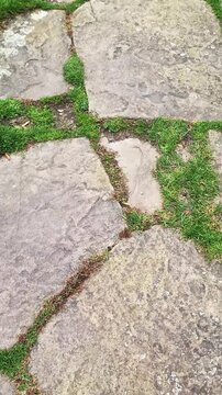 Stone path with green grass growing between the pavers