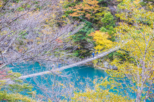 Autumn scenery of the Dream Suspension Bridge in Sumata Gorge, Shizuoka Prefecture