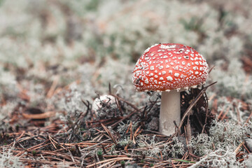 Fly agaric in the forest