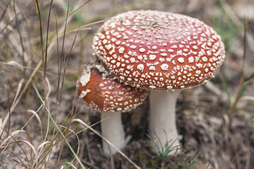 Fly agarics in the forest