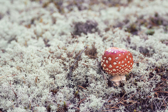 Fly agaric in the forest