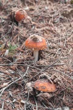 Fly agarics in the forest