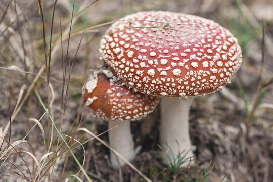 Fly agarics in the forest