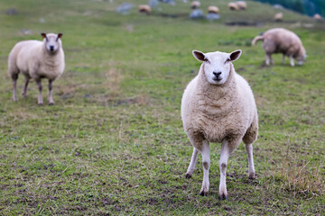 A charming white sheep stands prominently in a lush green field, its gaze direct and engaging. Other sheep graze peacefully in the background, creating a serene farm scene.
