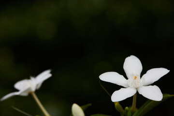 snowdrop flower in the morning