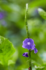 violet flower in the garden