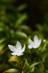 white flowers in the garden