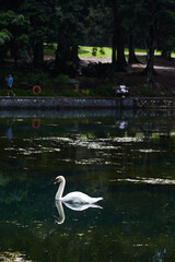 swan on the lake