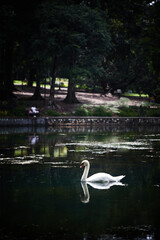 swan on the lake