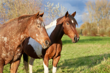 Obraz premium A serene moment captured: two horses, one dappled brown and the other a paint, enjoying a sunny day in a lush green meadow.