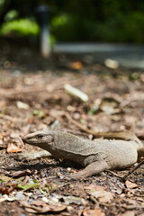lizard in the forest