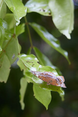 Butterfly on the leaf