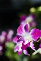 close up of purple flower