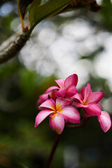 pink frangipani flowers