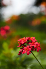 red flowers in the garden