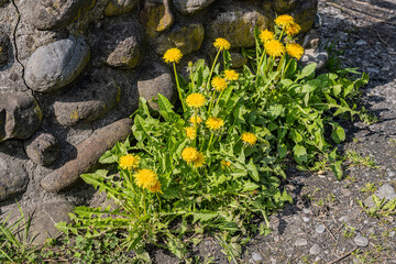 Löwenzahnbüschel, Schweiz