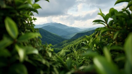 Lush Greenery Overlooking Scenic Mountain Range with Vibrant Landscape and Majestic View