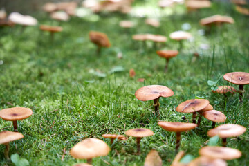 Orange forest mushrooms growing in green grass and moss in autumn, natural woodland background, wild fungi close-up, seasonal nature scene for ecological and organic food concepts