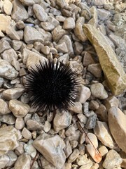 urchin on the beach