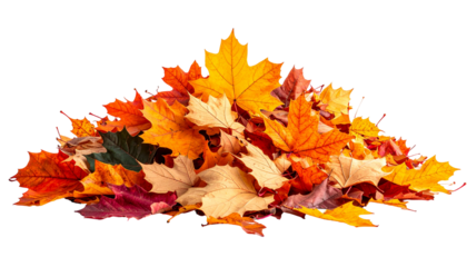 Pile of autumn leaves (1)