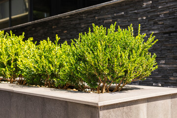 Shrubs are arranged in a clean, rectangular planter in a city environment. The bright green leaves contrast with a stone wall behind them. Sunlight enhances the vibrant colors of the scene