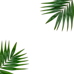 Tropical palm fronds against a dark background