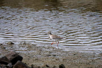 Whimbrel bird perching by the rocks at the beach in Penang Malaysia
