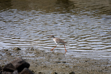 Whimbrel bird perching by the rocks at the beach in Penang Malaysia