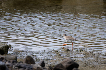 Whimbrel bird perching by the rocks at the beach in Penang Malaysia