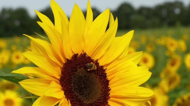 Sunflower field with bee collecting nectar from bright yellow flower head in summer agricultural landscape. Concept of beekeeping and natural pollination process. High quality 4k footage