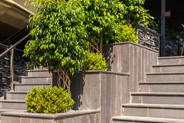 Green leafy plants are placed in stylish planters arranged beside a staircase. The daytime scenery showcases a contemporary design with clean lines and bright sunlight