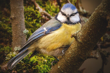 Blaumeise im Baum © Micha Trillhaase